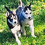 husky, siberian_husky, puppy, dog, pets, grass, outdoor, two_animals, playing, running, fur, ears, tail, black_and_white, cute, young, sunlight, backyard, nature, companionship