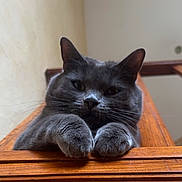 Chris a rejoint le concours — aidez-le/la à gagner de superbes lots ! animal, calm, cat, close_up, curious, cute, domestic_animal, ears, face, feline, fur, gray_cat, home, indoor, looking_down, paw, pet, relaxed, whiskers, wooden_surface