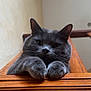 animal, calm, cat, close_up, curious, cute, domestic_animal, ears, face, feline, fur, gray_cat, home, indoor, looking_down, paw, pet, relaxed, whiskers, wooden_surface