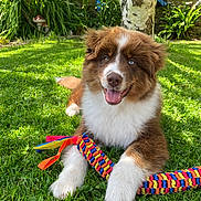 Aston a rejoint le concours — aidez-le/la à gagner de superbes lots ! puppy, dog, grass, toy, colorful, outdoor, garden, tree, happy, smiling, playful, fur, pet, nature, sunlight, greenery, cute, animal, young, relaxed