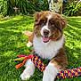 puppy, dog, grass, toy, colorful, outdoor, garden, tree, happy, smiling, playful, fur, pet, nature, sunlight, greenery, cute, animal, young, relaxed
