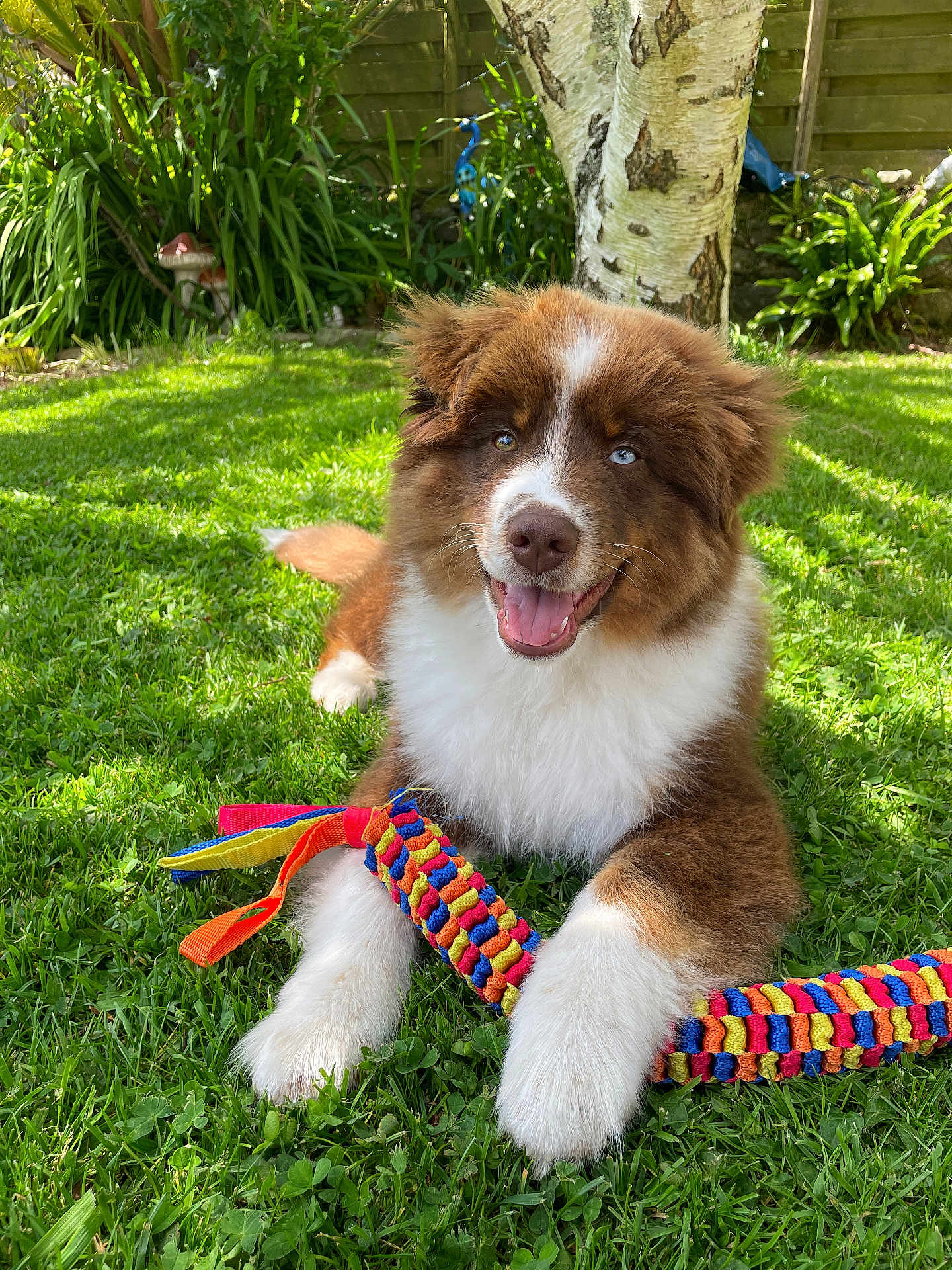 Aston a rejoint le concours — aidez-le/la à gagner de superbes lots ! puppy, dog, grass, toy, colorful, outdoor, garden, tree, happy, smiling, playful, fur, pet, nature, sunlight, greenery, cute, animal, young, relaxed