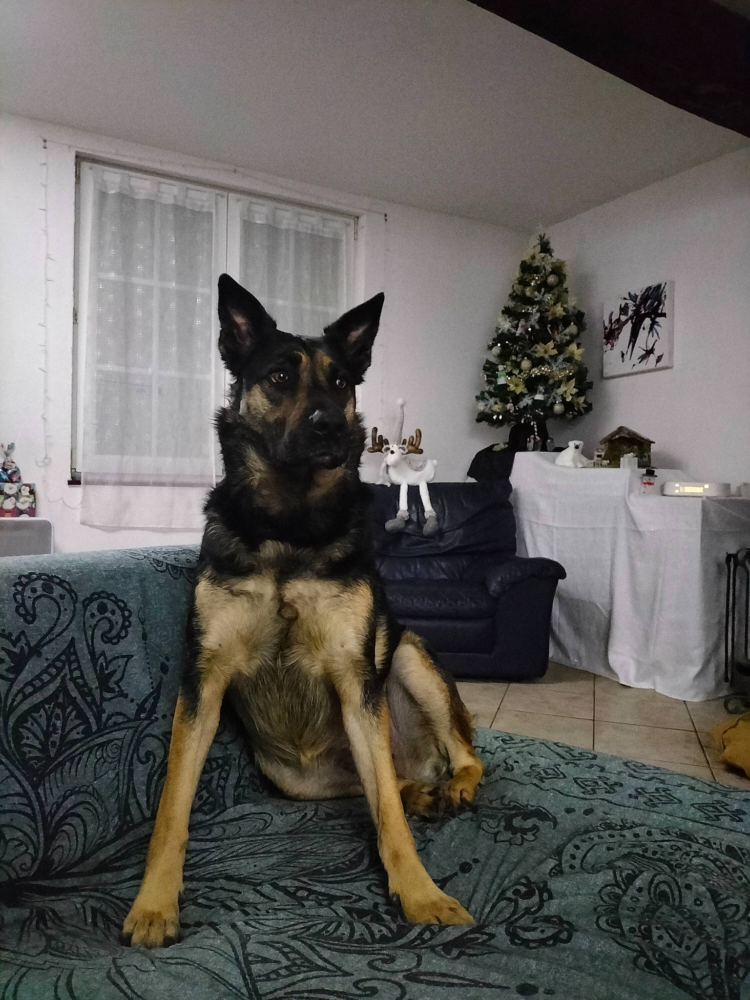 Punky participe au concours pour gagner de l'argent avec cette photo : carnivore, companion_dog, dog, dog_breed, fawn, flooring, fur, german_shepherd_dog, grey, herding_dog, houseplant, king_shepherd, old_german_shepherd_dog, plant, room, snout, sporting_group, tree, window, working_animal