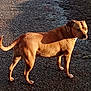 dog, tan_dog, outdoor, pavement, sunlight, shadow, animal, pet, standing, alert, canine, fur, daylight, nature, mammal, companion, side_view, quiet, calm, looking_away