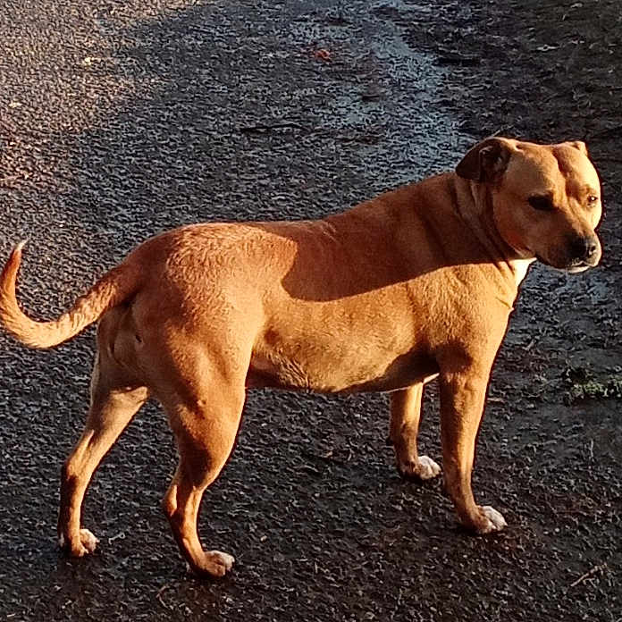 Zany is registered to the contest to win money with this photo: alert, animal, calm, canine, companion, daylight, dog, fur, looking_away, mammal, nature, outdoor, pavement, pet, quiet, shadow, side_view, standing, sunlight, tan_dog