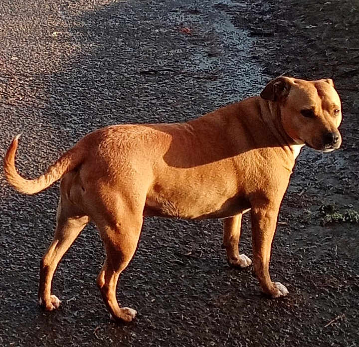 Zany is registered to the contest to win money with this photo: dog, tan_dog, outdoor, pavement, sunlight, shadow, animal, pet, standing, alert, canine, fur, daylight, nature, mammal, companion, side_view, quiet, calm, looking_away