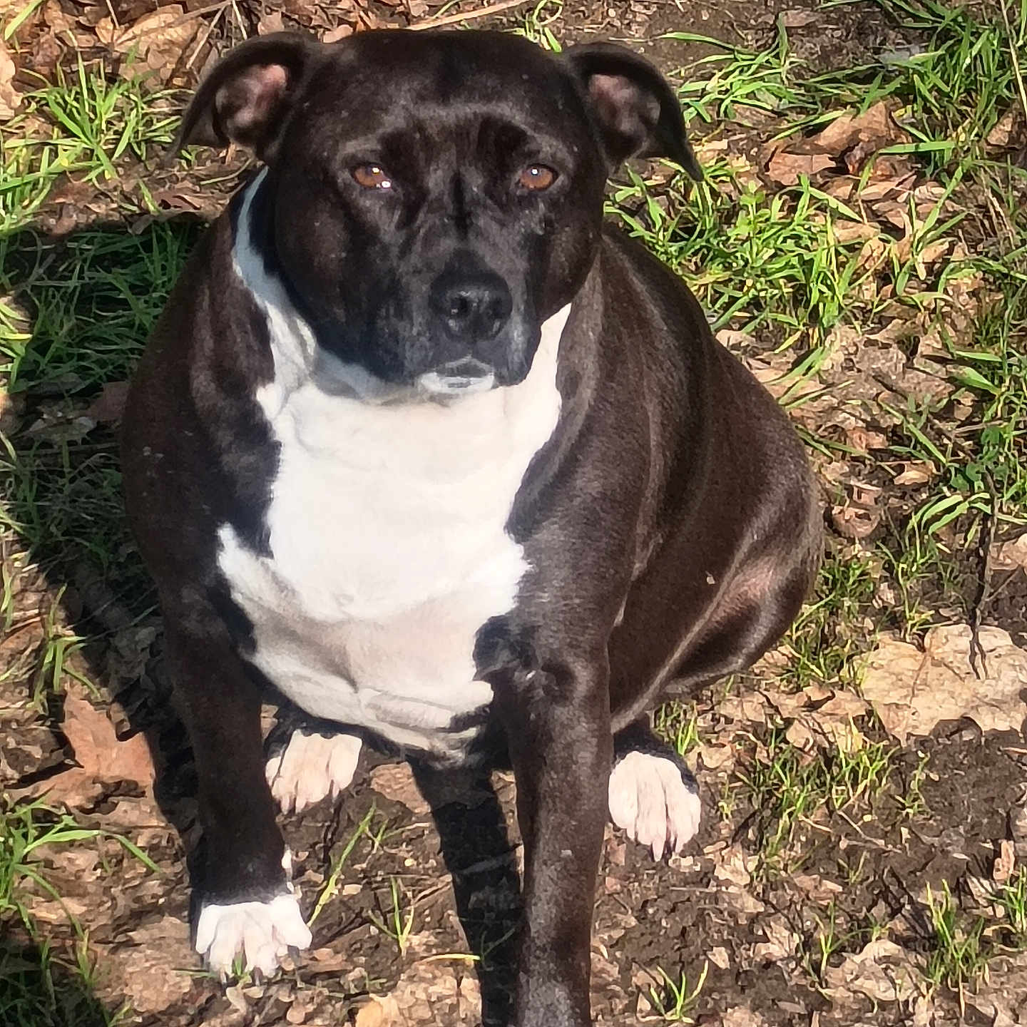 Deputy joined the competition — help win amazing prizes! alert, animal, black_and_white, calm, canine, companion, daylight, dirt, dog, grass, ground, leaves, nature, outdoor, pet, portrait, short_fur, sitting, sunlight, white_paws