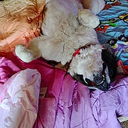 Lizzie joined the competition — help win amazing prizes! dog, lying_down, bed, blanket, colorful, fur, pet, relaxed, sleepy, indoor, canine, smiling, cute, fluffy, collar, cozy, resting, comfort, playful, animal
