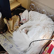 Whiskers joined the competition — help win amazing prizes! cat, white_cat, sleeping, fluffy, fur, curled_up, indoor, window, natural_light, lamp, fabric, floral_pattern, cozy, resting, pink_nose, paw, tail, corner, household_items, quiet