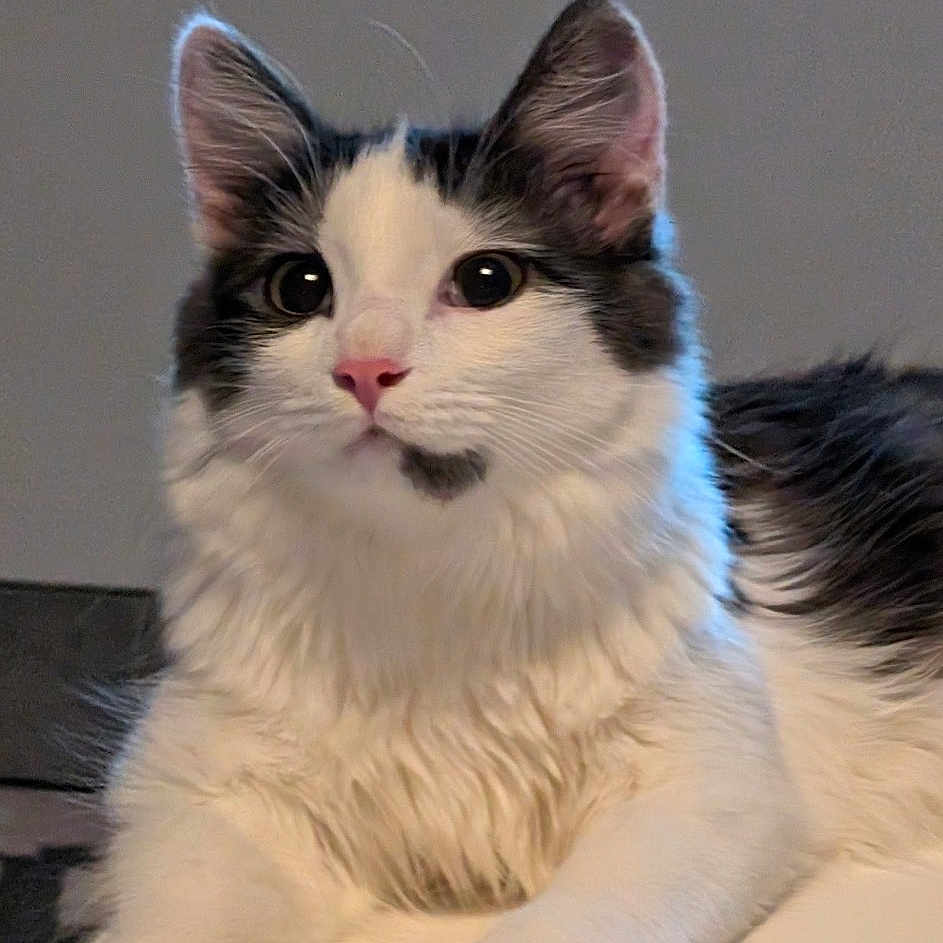 Bella a rejoint le concours — aidez-le/la à gagner de superbes lots ! animal, black, cat, curious, cute, domestic, ears, feline, fluffy, fur, indoor, lying_down, mammal, paws, pet, portrait, relaxed, table, whiskers, white