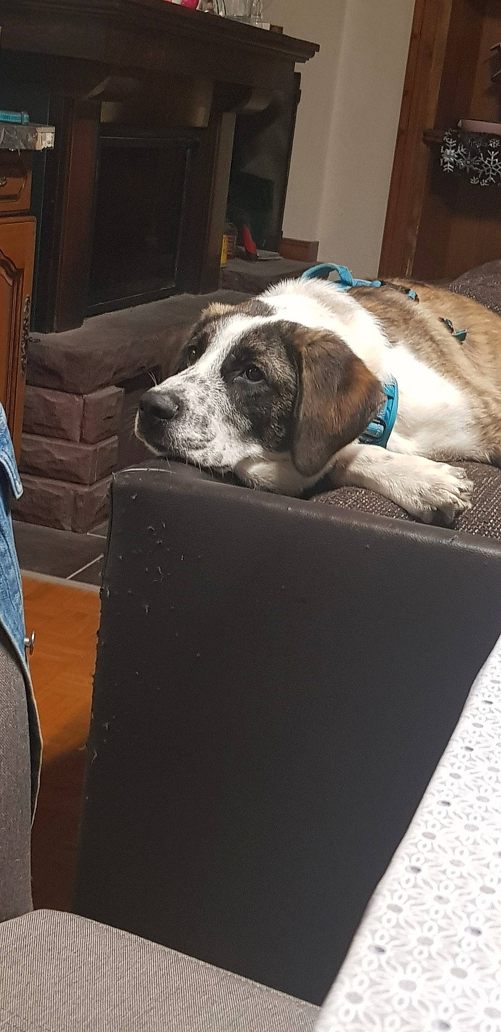 Oslo participe au concours pour gagner de l'argent avec cette photo : canidae, carnivore, dog, dog_breed, pointer, snout, sporting_group