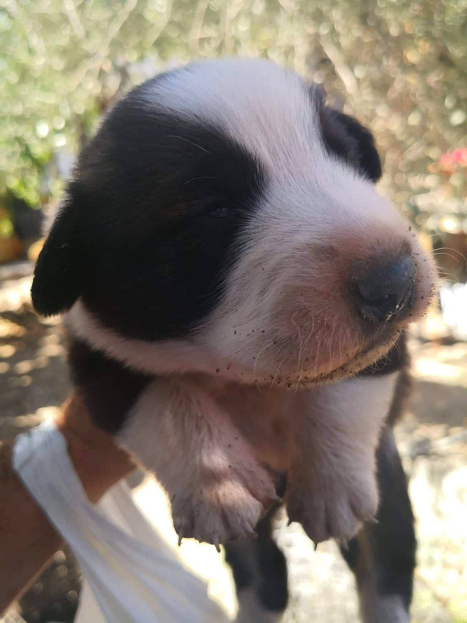 Oslo participe au concours pour gagner de l'argent avec cette photo : border_collie, canidae, carnivore, dog, dog_breed, herding_dog, landseer, mammal, puppy, snout, sporting_group, vertebrate, working_dog