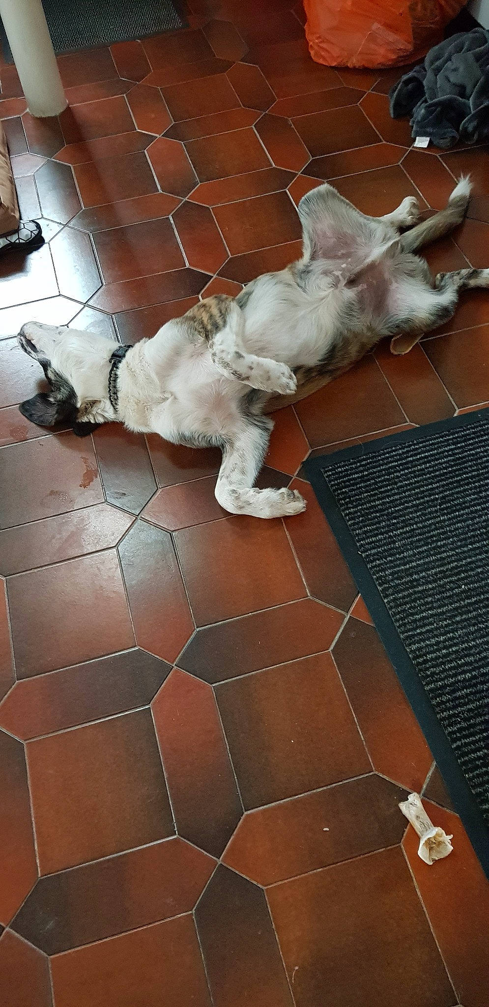 Oslo a rejoint le concours — aidez-le/la à gagner de superbes lots ! canidae, carnivore, companion_dog, dog, dog_breed, fawn, floor, flooring, leg, pointer, spaniel, sporting_group, tail, tile