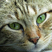 Ti Fille participe au concours pour gagner de l'argent avec cette photo : cat, close_up, face, green_eyes, fur, whiskers, animal, pet, mammal, portrait, cute, domestic_cat, tabby, feline, eyes, nose, head, closeup, nature, resting