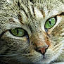 cat, close_up, face, green_eyes, fur, whiskers, animal, pet, mammal, portrait, cute, domestic_cat, tabby, feline, eyes, nose, head, closeup, nature, resting
