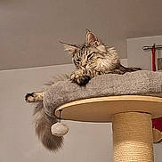 Spaghetti participe au concours pour gagner de l'argent avec cette photo : animal, cat, cat_tree, contemplative, cozy, cute, domestic, feline, fluffy, fur, household, indoor, mammal, paw, perched, pet, relaxed, resting, sleepy, tail