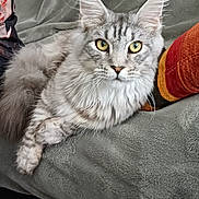 Spaghetti a rejoint le concours — aidez-le/la à gagner de superbes lots ! cat, fluffy, gray_cat, yellow_eyes, indoor, blanket, cushion, furniture, pet, animal, relaxed, curious, soft_texture, close_up, cute, domestic_cat, whiskers, ears, portrait, resting