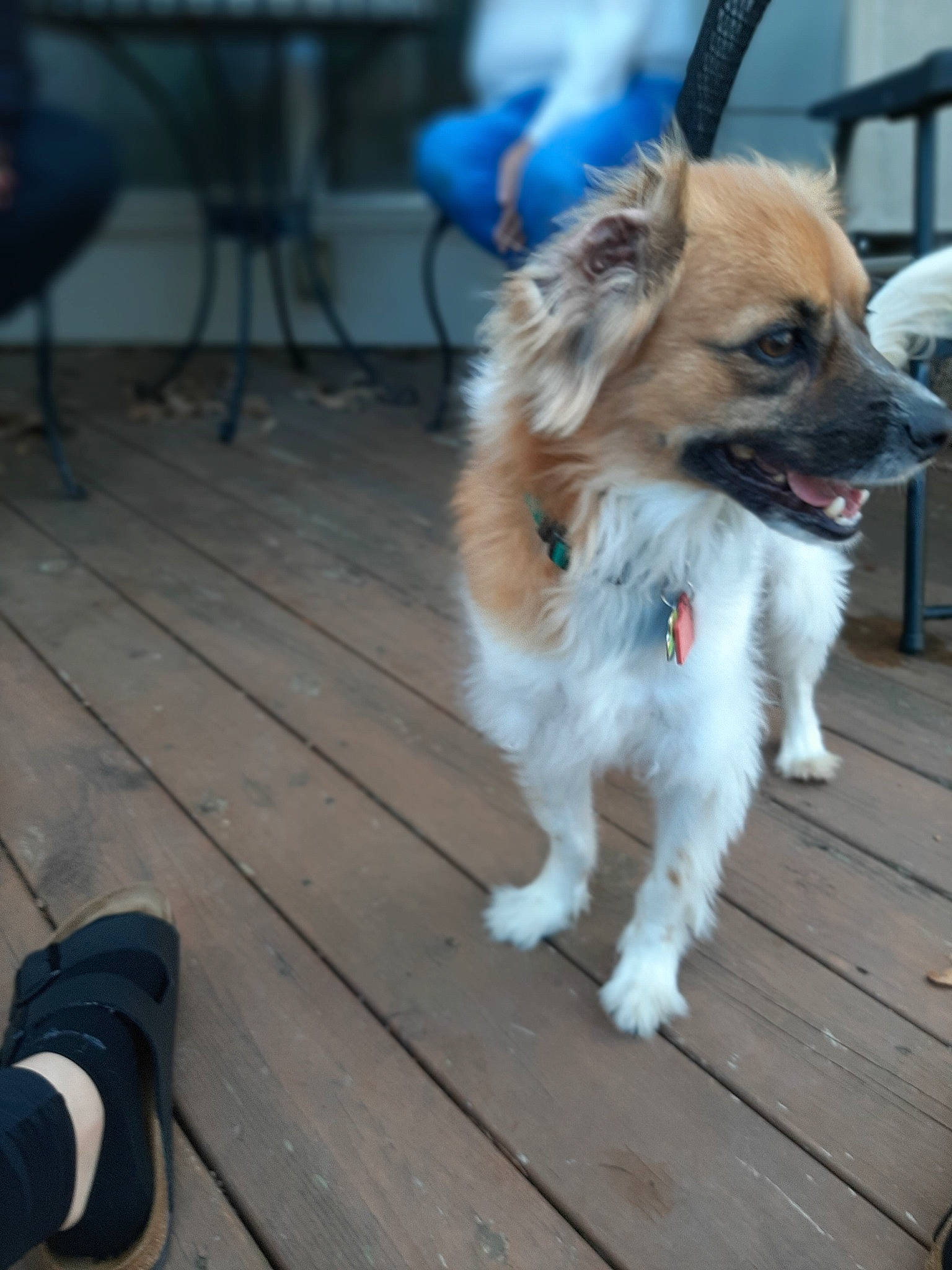 Brodie is registered to the contest to win money with this photo: canidae, carnivore, companion_dog, dog, dog_breed, elo, fawn, mammal, papillon, pomeranian, puppy, rare_breed_dog, small_greek_domestic_dog, snout, sporting_group, tibetan_spaniel, toy_dog