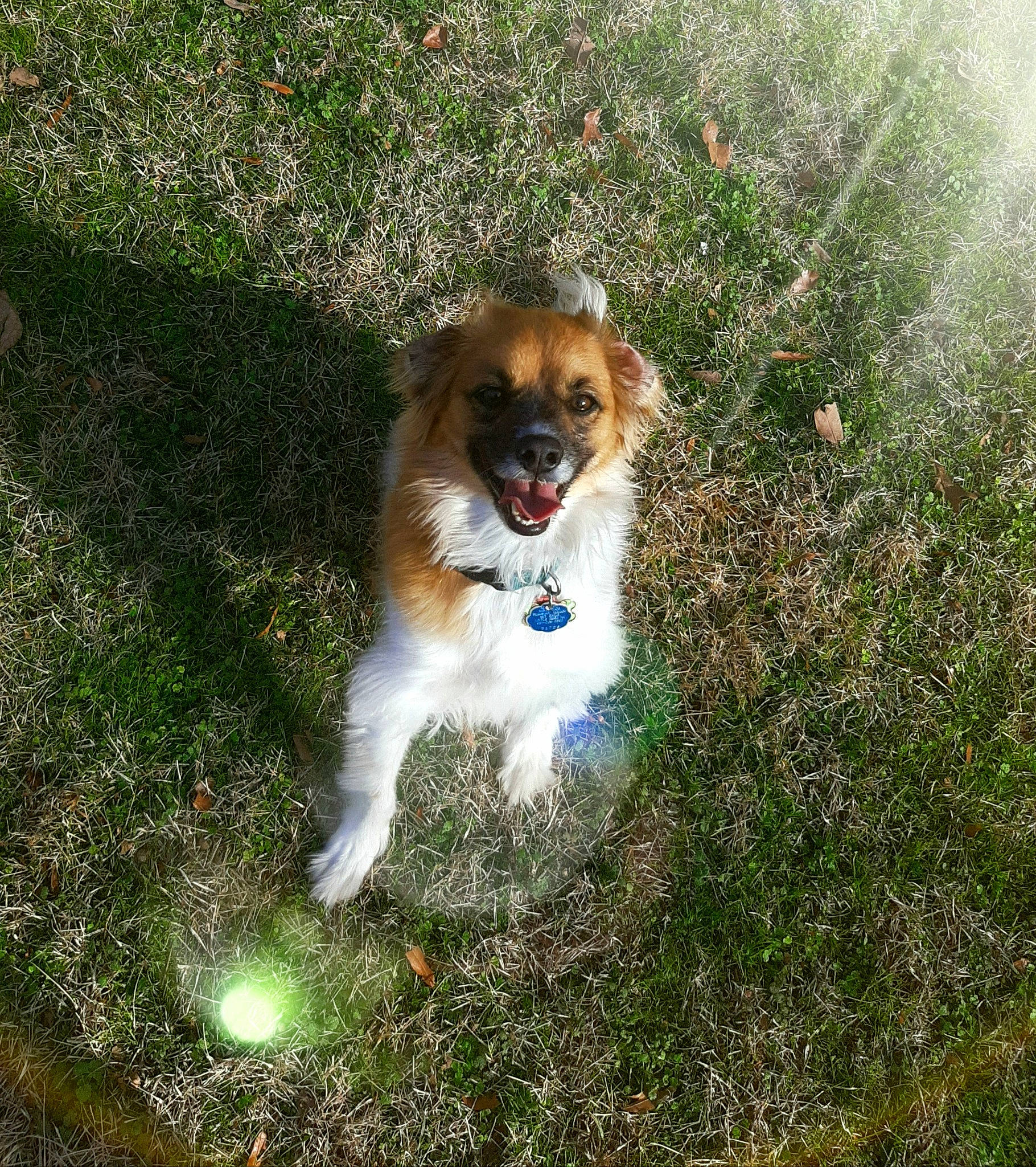 Brodie joined the competition — help win amazing prizes! canidae, carnivore, companion_dog, dog, dog_breed, fawn, grass, plant, puppy, sporting_group