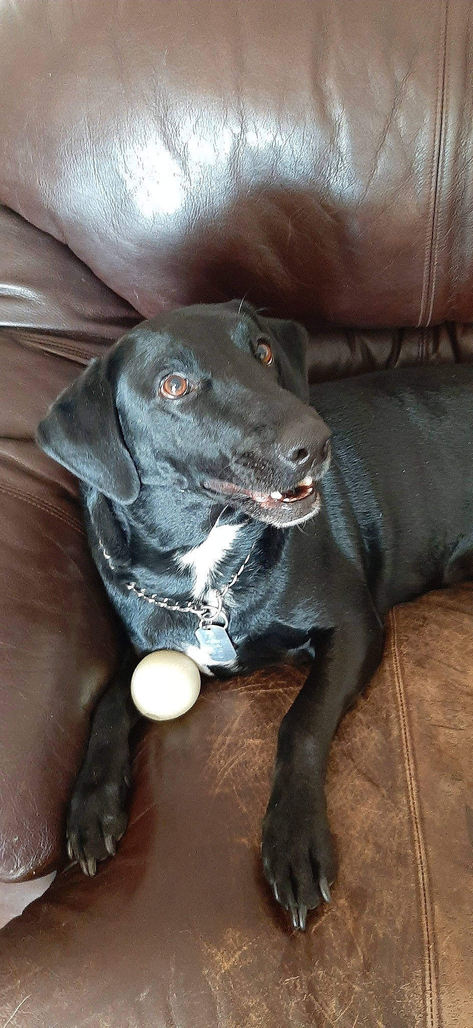 Oreo joined the competition — help win amazing prizes! beagador, blue_lacy, canidae, carnivore, dog, dog_breed, hunting_dog, labrador_retriever, mammal, pointing_breed, snout, sporting_group, vertebrate, vizsla, weimaraner