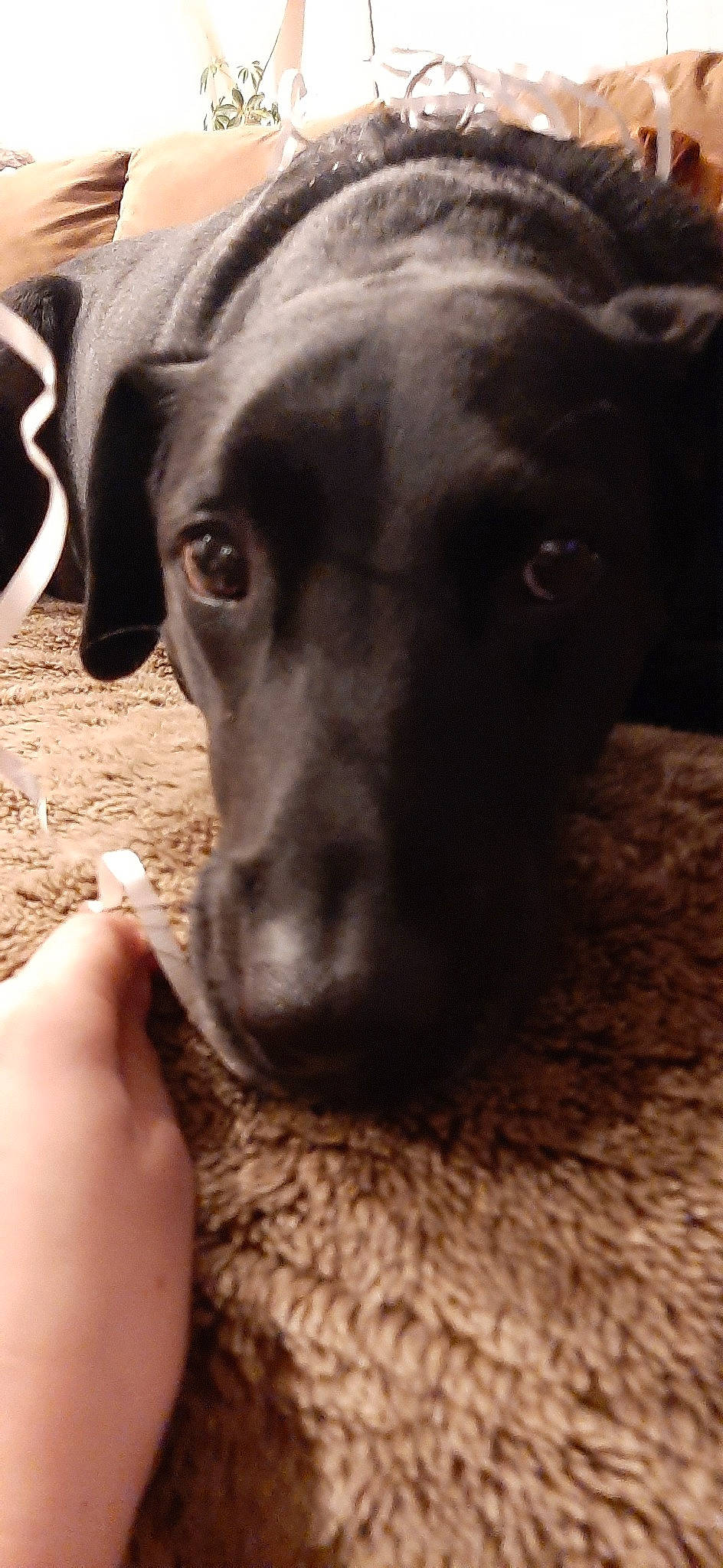 Oreo is registered to the contest to win money with this photo: beagador, canidae, carnivore, dog, dog_breed, ear, fawn, labrador_retriever, mammal, nose, pointer, snout, sporting_group, vertebrate, weimaraner, whiskers