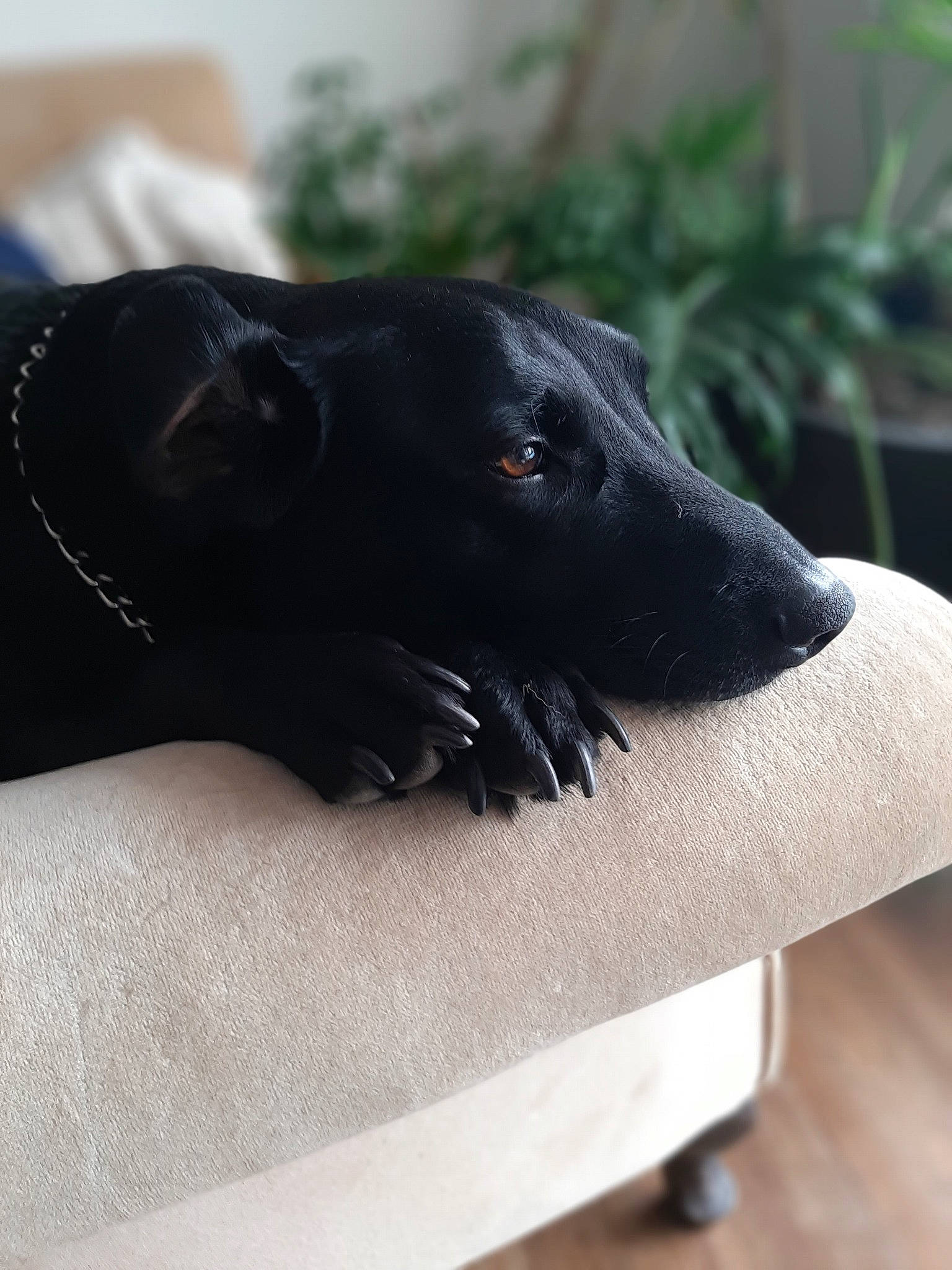 Oreo joined the competition — help win amazing prizes! black, borador, canidae, carnivore, companion_dog, dog, dog_breed, dog_collar, flat_coated_retriever, labrador_retriever, patterdale_terrier, retriever, snout, sporting_group