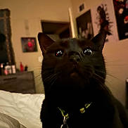 Onyx is registered to the contest to win money with this photo: black_cat, cat, close_up, collar, tag, whiskers, ears, indoor, bedroom, bed, poster, wall, low_light, reflection, night, pet, cozy, portrait, fur, curious