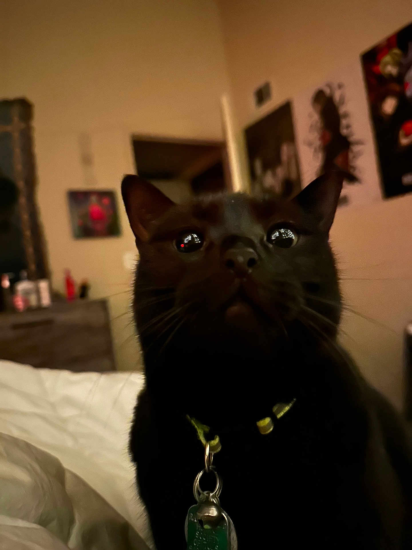 Onyx is registered to the contest to win money with this photo: black_cat, cat, close_up, collar, tag, whiskers, ears, indoor, bedroom, bed, poster, wall, low_light, reflection, night, pet, cozy, portrait, fur, curious