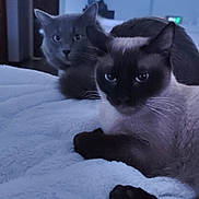 Iris Et Hadès a rejoint le concours — aidez-le/la à gagner de superbes lots ! cat, bed, indoor, feline, pet, cozy, blanket, animal, resting, cute, two_cats, domestic_cat, fur, whiskers, eyes, living_room, television, soft_light, relaxed, companion