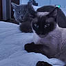 cat, bed, indoor, feline, pet, cozy, blanket, animal, resting, cute, two_cats, domestic_cat, fur, whiskers, eyes, living_room, television, soft_light, relaxed, companion