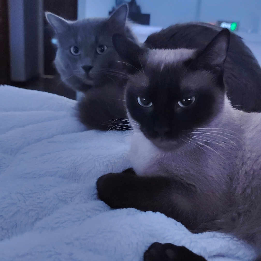 Iris Et Hadès a rejoint le concours — aidez-le/la à gagner de superbes lots ! cat, bed, indoor, feline, pet, cozy, blanket, animal, resting, cute, two_cats, domestic_cat, fur, whiskers, eyes, living_room, television, soft_light, relaxed, companion