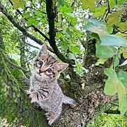 Bandi participe au concours pour gagner de l'argent avec cette photo : kitten, tabby, cat, tree, branch, moss, green_leaves, nature, outdoor, curious, animal, feline, young, climbing, cute, wildlife, forest, daylight, closeup, exploration