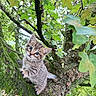 kitten, tabby, cat, tree, branch, moss, green_leaves, nature, outdoor, curious, animal, feline, young, climbing, cute, wildlife, forest, daylight, closeup, exploration