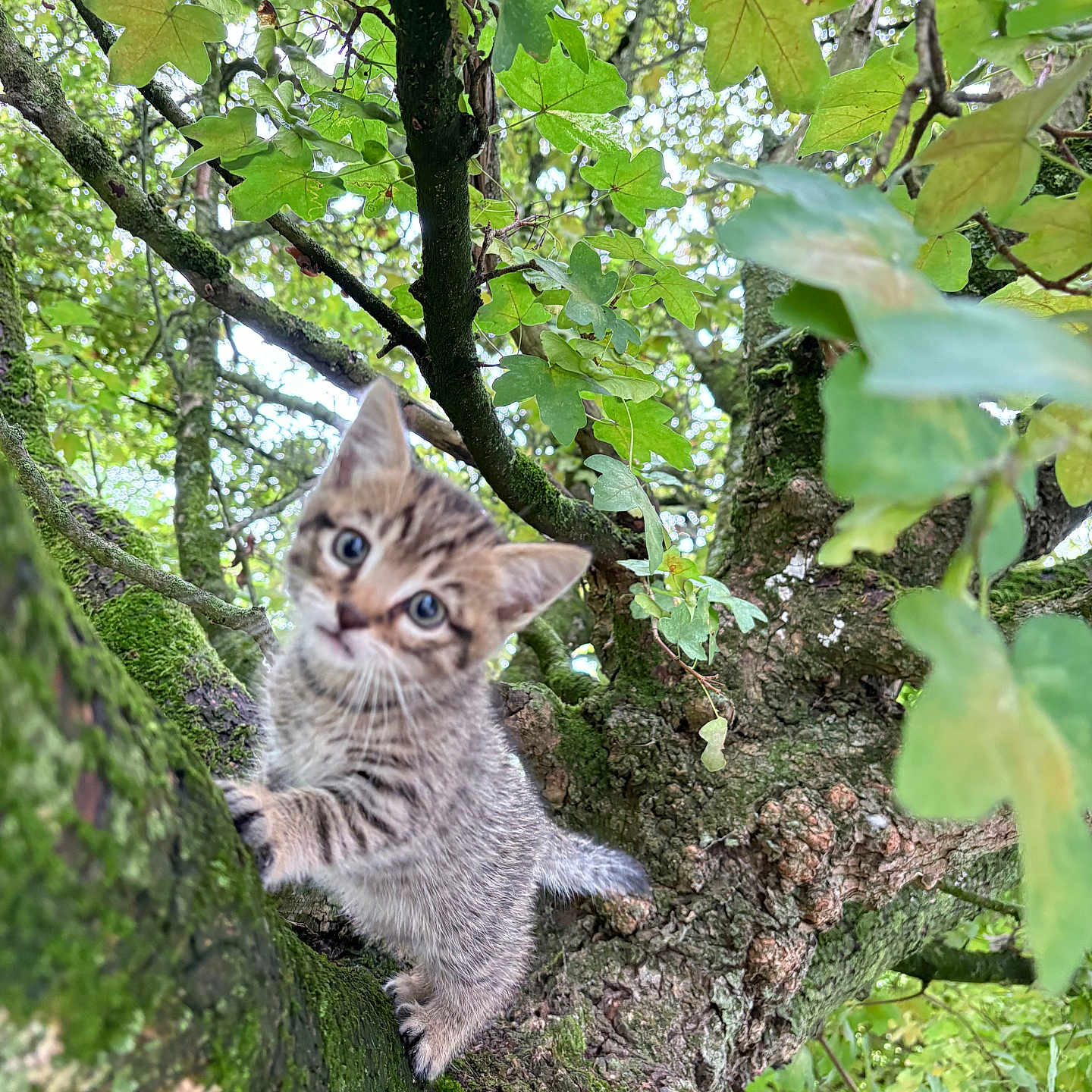 Bandi participe au concours pour gagner de l'argent avec cette photo : kitten, tabby, cat, tree, branch, moss, green_leaves, nature, outdoor, curious, animal, feline, young, climbing, cute, wildlife, forest, daylight, closeup, exploration
