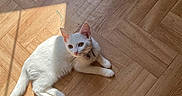 Scarlett participe au concours pour gagner de l'argent avec cette photo : abyssinian, accessories, angora, animal, cat, hardwood, indoors, interiordesign, kitten, manx, pattern, pet, plywood, siamese, stainedwood, strap, tile, wood