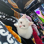Scarlett a rejoint le concours — aidez-le/la à gagner de superbes lots ! angora, animal, bed, bedroom, blanket, cat, computerhardware, electronics, face, furniture, hardware, head, indoors, kitten, person, pet, photography, portrait, room, screen