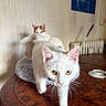 Scarlett a rejoint le concours — aidez-le/la à gagner de superbes lots ! abyssinian, angora, animal, architecture, cat, cutlery, diningtable, furniture, hardwood, indoors, kitten, manx, pet, plywood, saucer, siamese, spoon, table, tabletop, wood