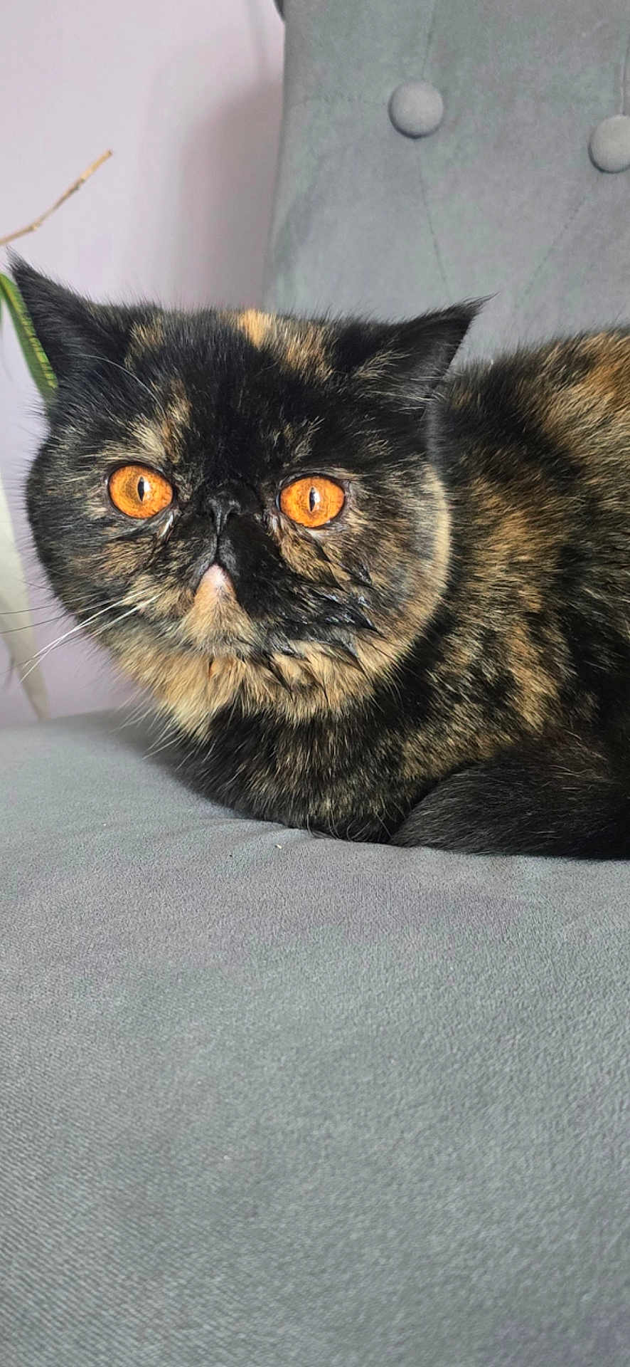 Una De Bella a rejoint le concours — aidez-le/la à gagner de superbes lots ! cat, tortoiseshell, orange_eyes, close_up, feline, pet, domestic_cat, fur, whiskers, chair, gray, resting, indoor, animal, cute, portrait, looking, soft_texture, cozy, alert