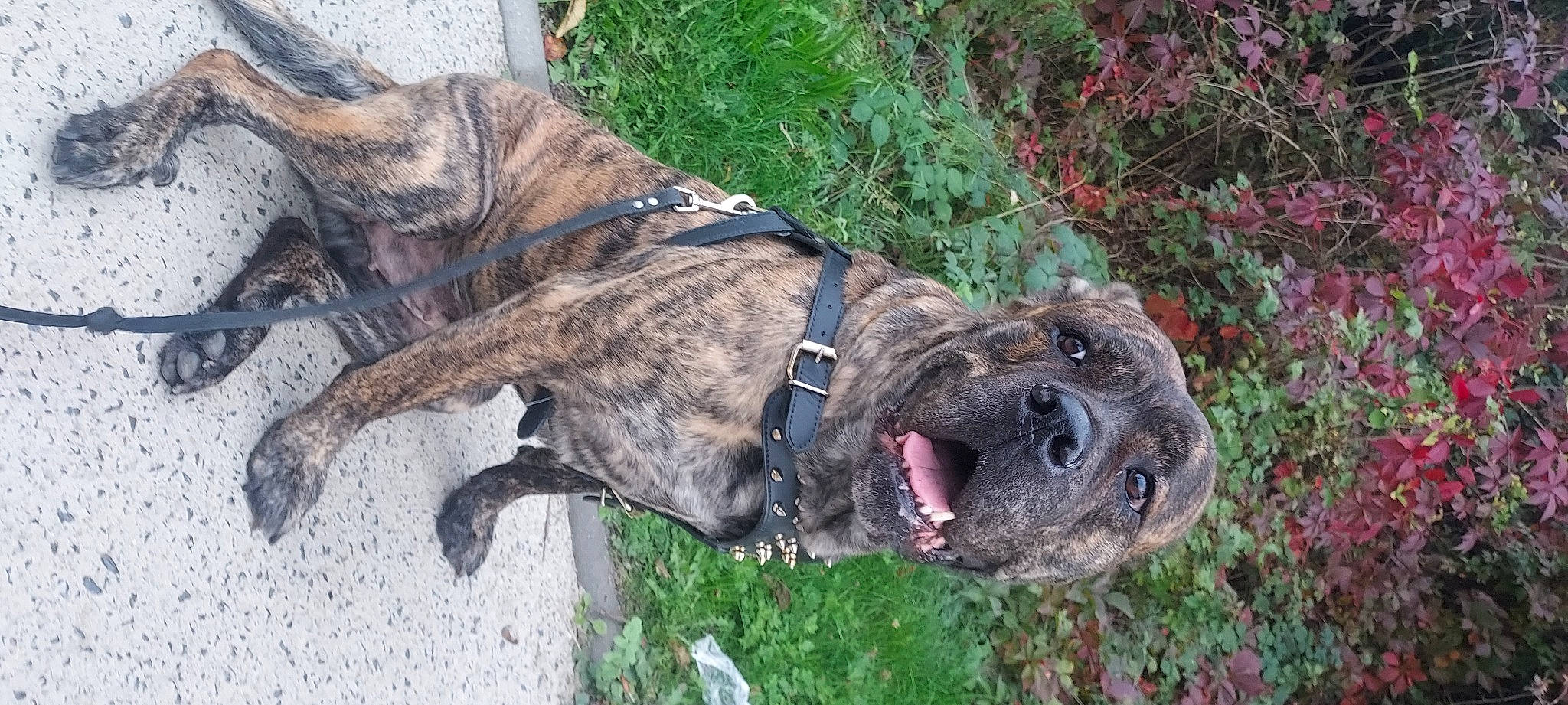 Orphée participe au concours pour gagner de l'argent avec cette photo : carnivore, cimarron_uruguayo, collar, companion_dog, dog, dog_breed, dog_collar, fawn, fur, grass, guard_dog, leash, liver, plant, snout, sporting_group, tail, treeing_tennessee_brindle, working_animal, working_dog