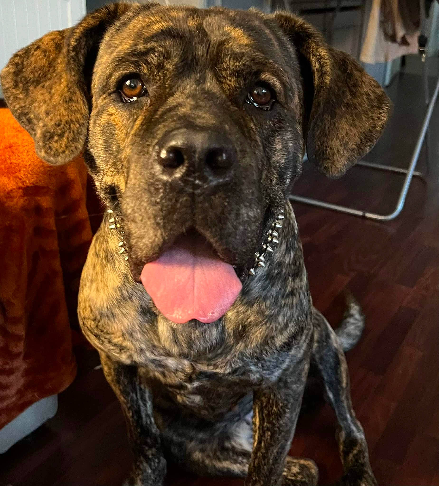 Orphée a rejoint le concours — aidez-le/la à gagner de superbes lots ! canidae, carnivore, collar, companion_dog, dog, dog_breed, dog_collar, fawn, fur, guard_dog, liver, natural_material, non_sporting_group, snout, sporting_group, terrestrial_animal, whiskers, working_animal, working_dog, wrinkle