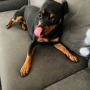 Lola is registered to the contest to win money with this photo: dog, pet, tongue_out, couch, indoor, black_and_tan, small_dog, relaxed, canine, fur, paw, animal, cute, laying_down, home, snout, tongue, companion, domestic_animal, furniture