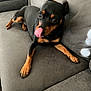 dog, pet, tongue_out, couch, indoor, black_and_tan, small_dog, relaxed, canine, fur, paw, animal, cute, laying_down, home, snout, tongue, companion, domestic_animal, furniture