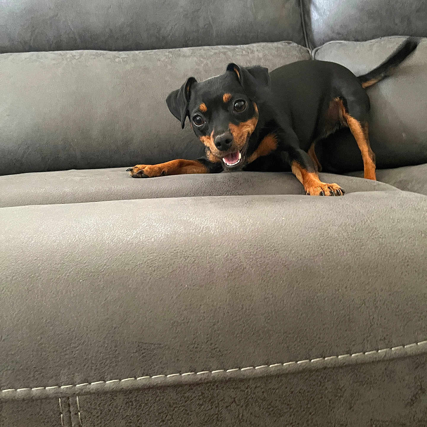 Lola is registered to the contest to win money with this photo: animal, black_dog, canine, couch, dog, ears, eyes, fur, happy, indoor, living_room, mouth, paw, pet, playful, resting, small_dog, smiling, tail, tan_markings