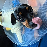 Lola joined the competition — help win amazing prizes! dog, cone, pet, indoor, tongue_out, cute, black_and_tan, small_dog, playful, close_up, animal, ears, bed, soft_lighting, face, expression, household, domestic, companion, looking_up