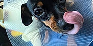Lola joined the competition — help win amazing prizes! dog, cone, pet, indoor, tongue_out, cute, black_and_tan, small_dog, playful, close_up, animal, ears, bed, soft_lighting, face, expression, household, domestic, companion, looking_up