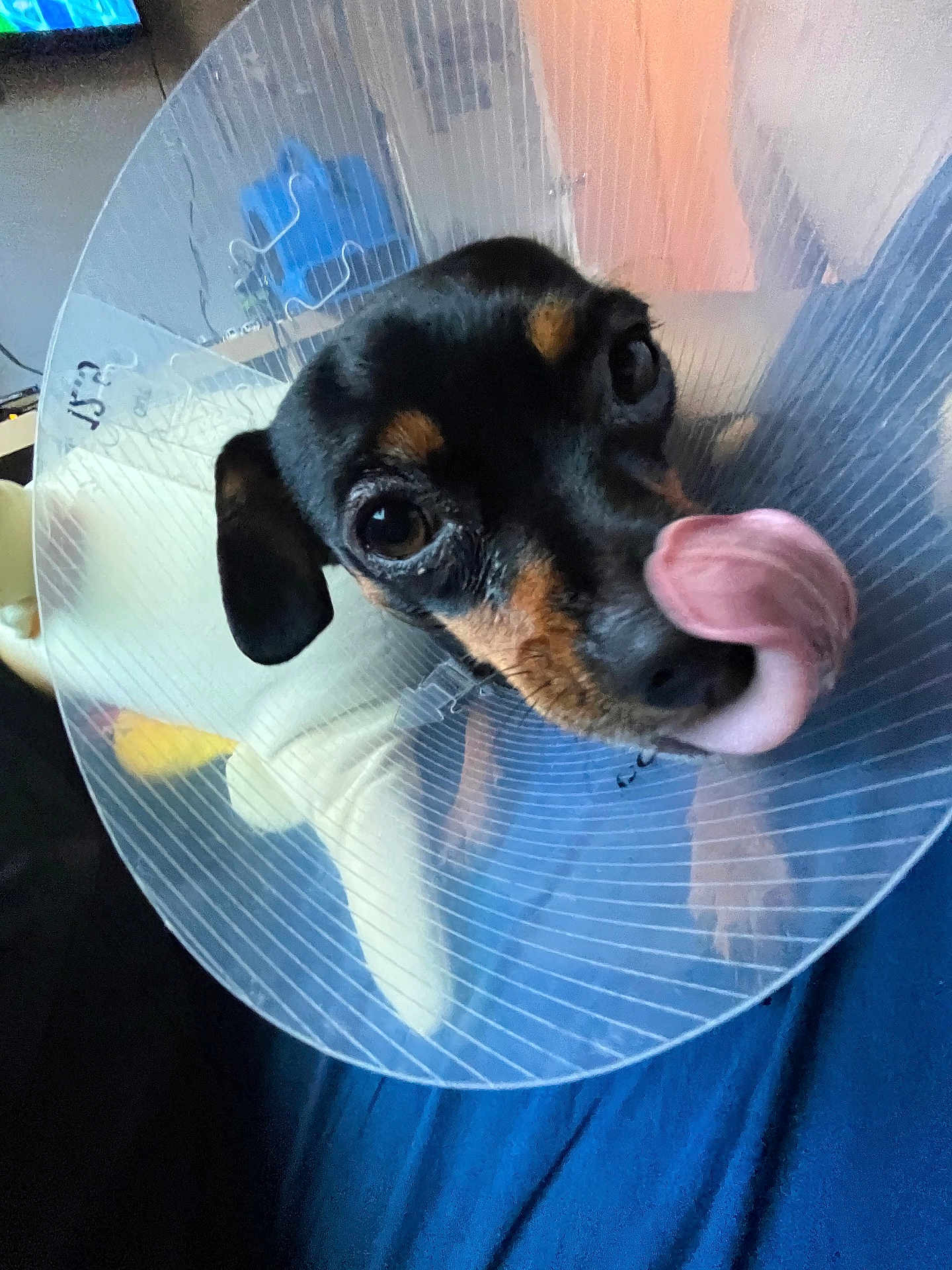Lola joined the competition — help win amazing prizes! dog, cone, pet, indoor, tongue_out, cute, black_and_tan, small_dog, playful, close_up, animal, ears, bed, soft_lighting, face, expression, household, domestic, companion, looking_up