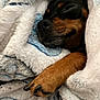 Lola joined the competition — help win amazing prizes! dog, paw, blanket, sleeping, cozy, fur, snug, closeup, pet, resting, napping, comfort, soft, warm, animal, indoors, cute, relaxation, fur_texture, closeness