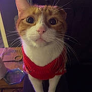 Prince joined the competition — help win amazing prizes! cat, orange_cat, white_cat, pet, indoor, sweater, curious, whiskers, table, wooden_table, furniture, houseplant, purple_light, close_up, cute, animal, domestic_cat, looking_up, cozy, night