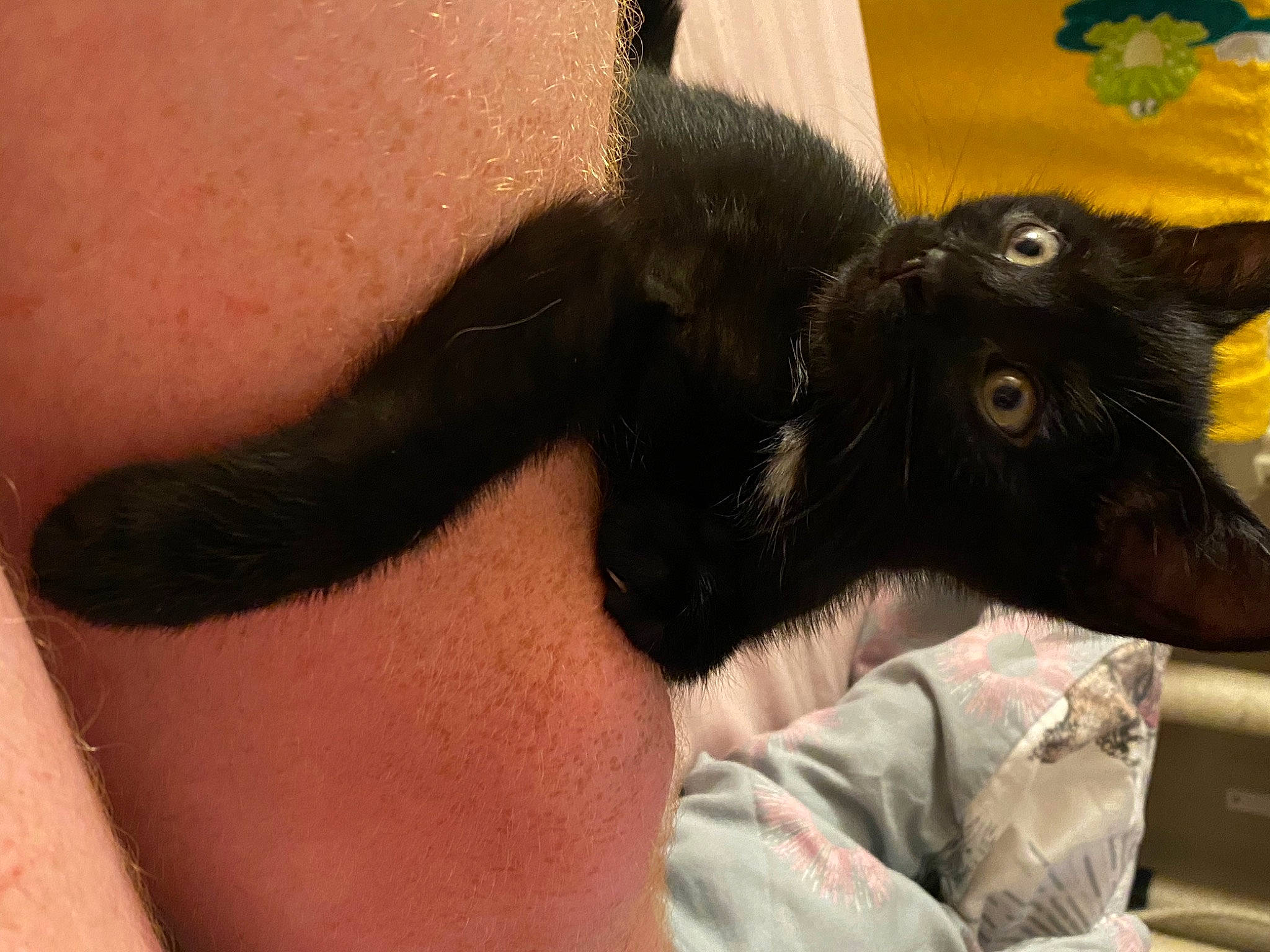 Basil joined the competition — help win amazing prizes! black_cat, black_hair, bombay, carnivore, cat, ear, felidae, havana_brown, long_hair, mammal, small_to_medium_sized_cats, tail, whiskers