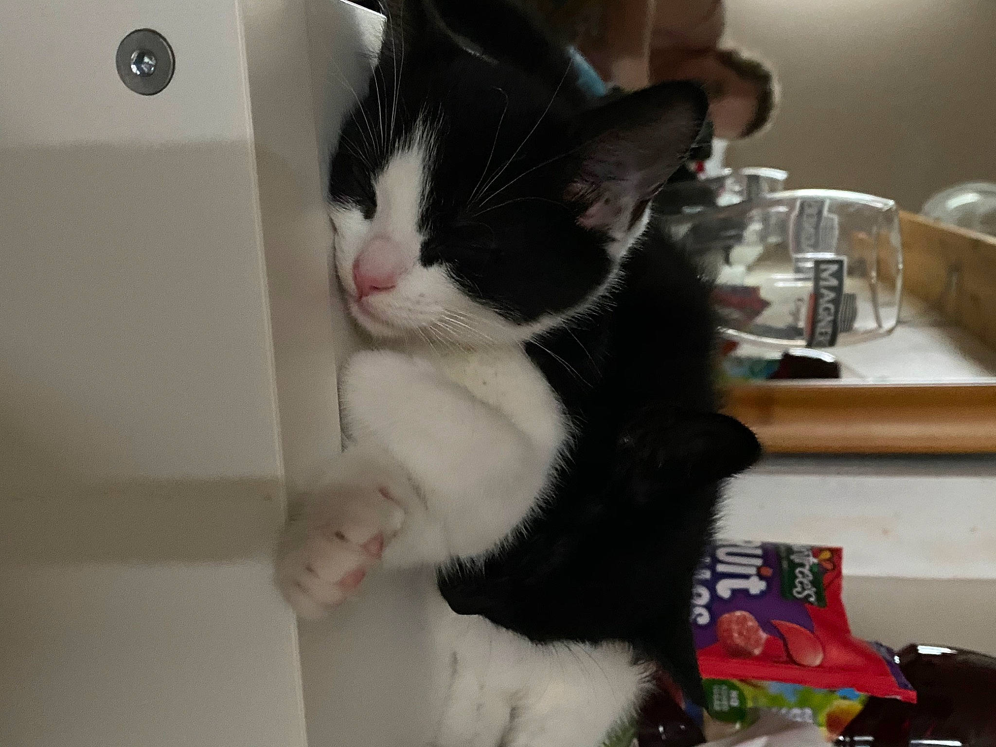 Sybil joined the competition — help win amazing prizes! aegean_cat, american_wirehair, asian, black_and_white, carnivore, cat, claw, domestic_short_haired_cat, european_shorthair, felidae, fur, hand, kitten, leg, paw, polydactyl_cat, small_to_medium_sized_cats, snout, tail, whiskers